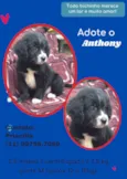 Cachorro raça SRD idade 2 a 6 meses nome Anthony 