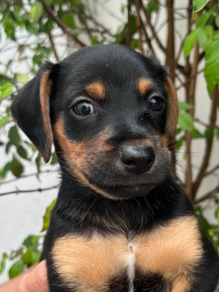 Cachorro raça SRD-ViraLata idade Abaixo de 2 meses nome Sem Nome 