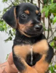 Cachorro raça SRD-ViraLata idade Abaixo de 2 meses nome Sem Nome 