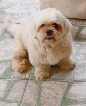 Cachorro ra a Shitzu idade 1 ano nome TOBY
