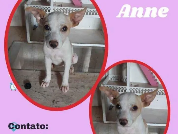 Cachorro ra a SRD idade 2 a 6 meses nome Anne