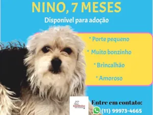 Cachorro raça SRD idade 7 a 11 meses nome Nino 
