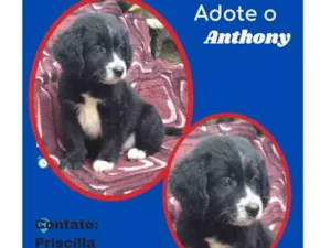 Cachorro raça SRD idade 2 a 6 meses nome Anthony 