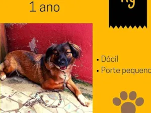 Cachorro raça SRD idade 1 ano nome Eliza 