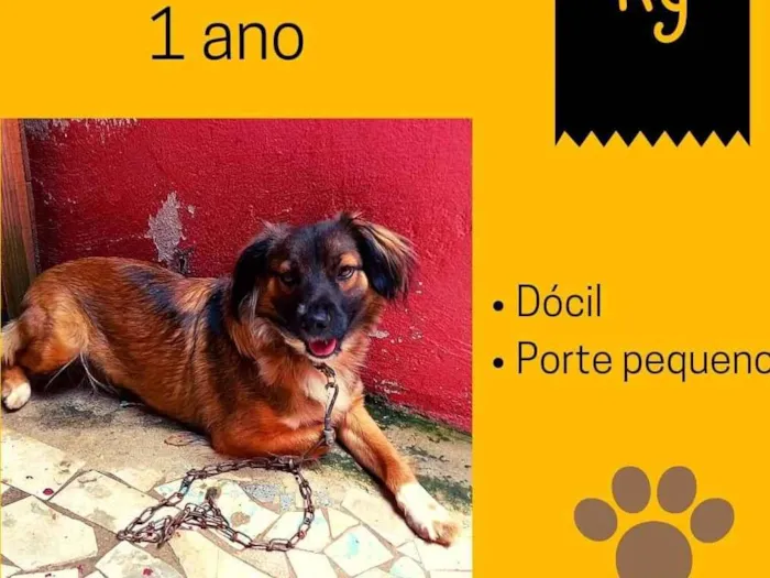 Cachorro raça SRD idade 1 ano nome Eliza 