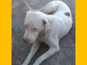 Cachorro raça DOG ARGENTINO idade 1 ano nome MANCHA