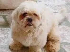 Cachorro raça Shitzu idade 1 ano nome TOBY