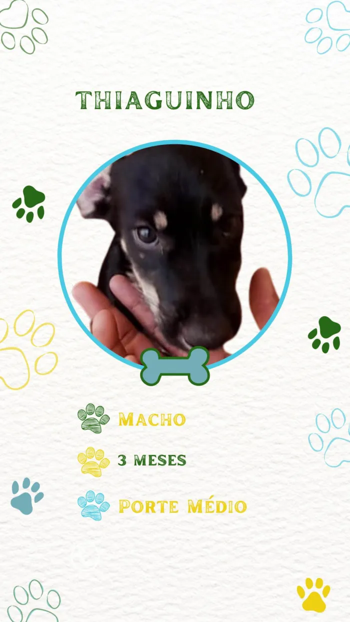 Cachorro ra a SRD-ViraLata idade 2 a 6 meses nome THIAGUINHO