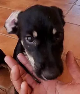 Cachorro ra a SRD-ViraLata idade 2 a 6 meses nome THIAGUINHO