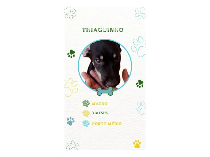 Cachorro ra a SRD-ViraLata idade 2 a 6 meses nome THIAGUINHO