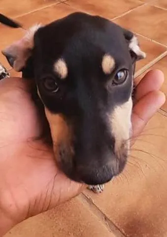 Cachorro ra a SRD-ViraLata idade 2 a 6 meses nome PÉRICLES