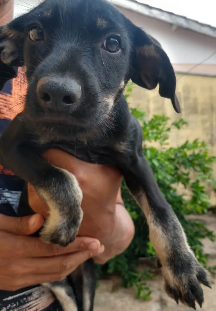 Cachorro ra a SRD-ViraLata idade 2 a 6 meses nome OTO