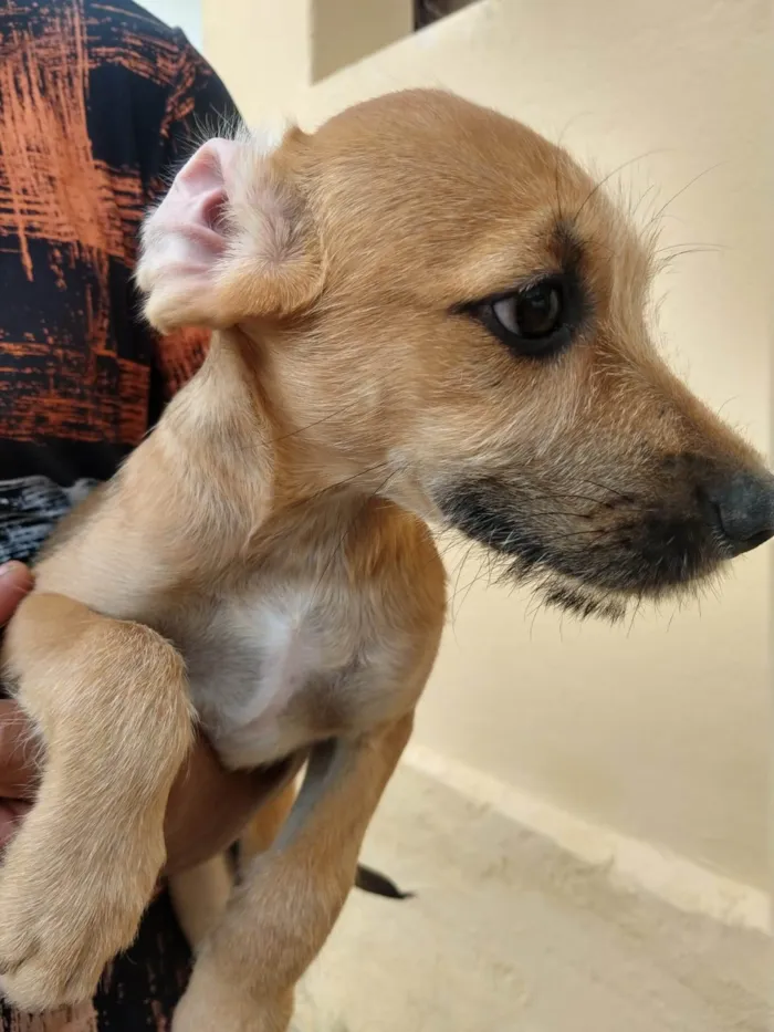 Cachorro ra a SRD-ViraLata idade 2 a 6 meses nome NAYARA