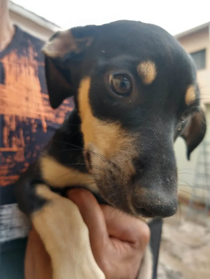 Cachorro ra a SRD-ViraLata idade 2 a 6 meses nome PITOCO