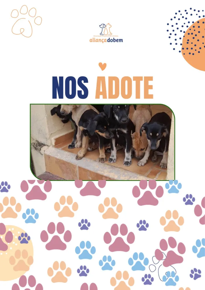 Cachorro ra a SRD-ViraLata idade 2 a 6 meses nome PITOCO