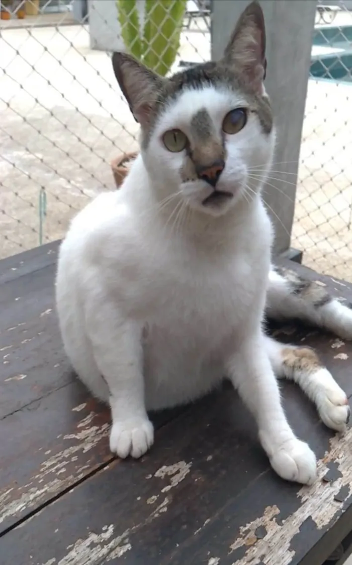 Gato ra a srd bicolor  idade 2 anos nome SADAN