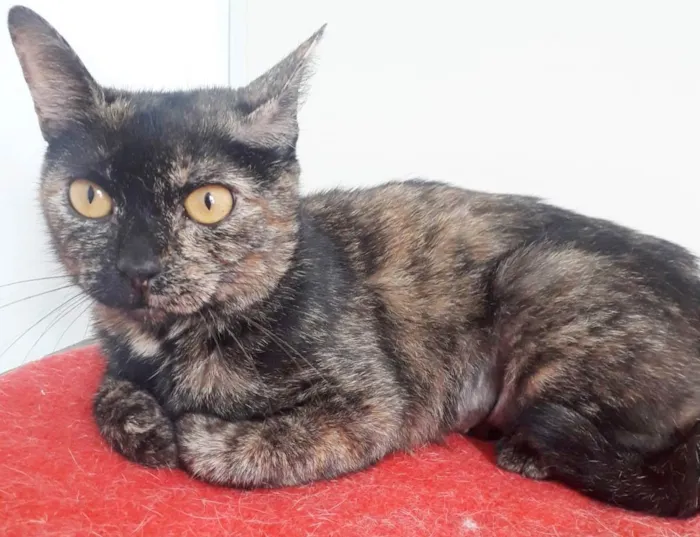 Gato ra a SRD-ViraLata idade 1 ano nome BISCUIT