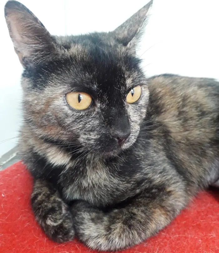 Gato ra a SRD-ViraLata idade 1 ano nome BISCUIT