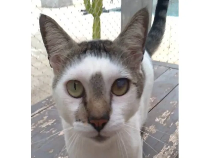 Gato ra a srd bicolor  idade 2 anos nome SADAN