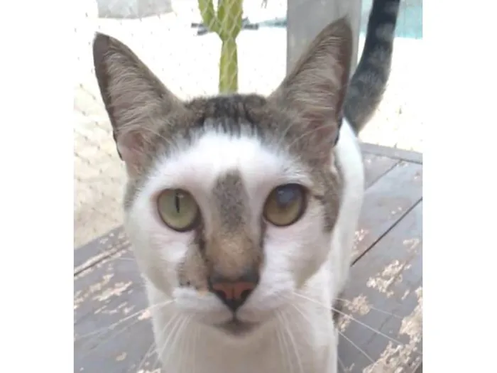 Gato ra a srd bicolor  idade 2 anos nome SADAN