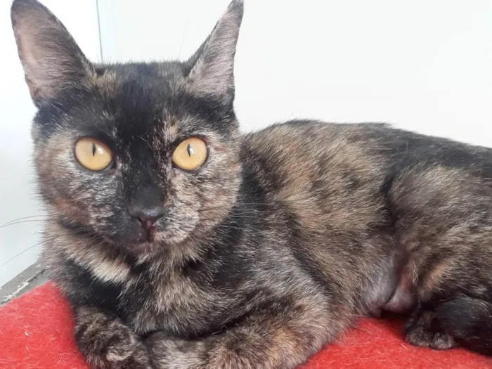 Gato ra a SRD-ViraLata idade 1 ano nome BISCUIT
