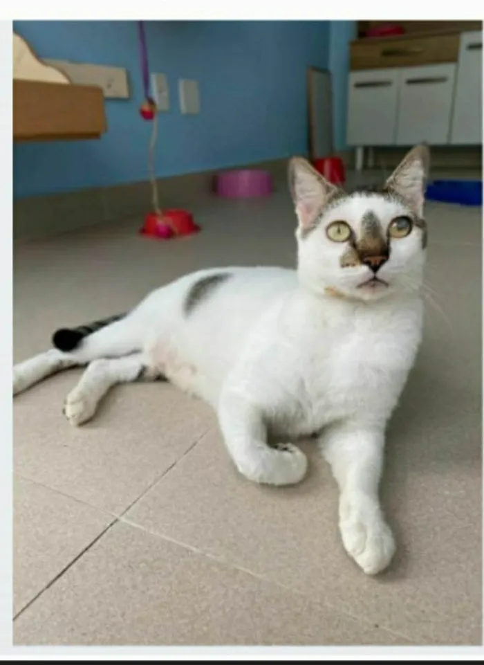 Gato ra a srd bicolor  idade 2 anos nome SADAN