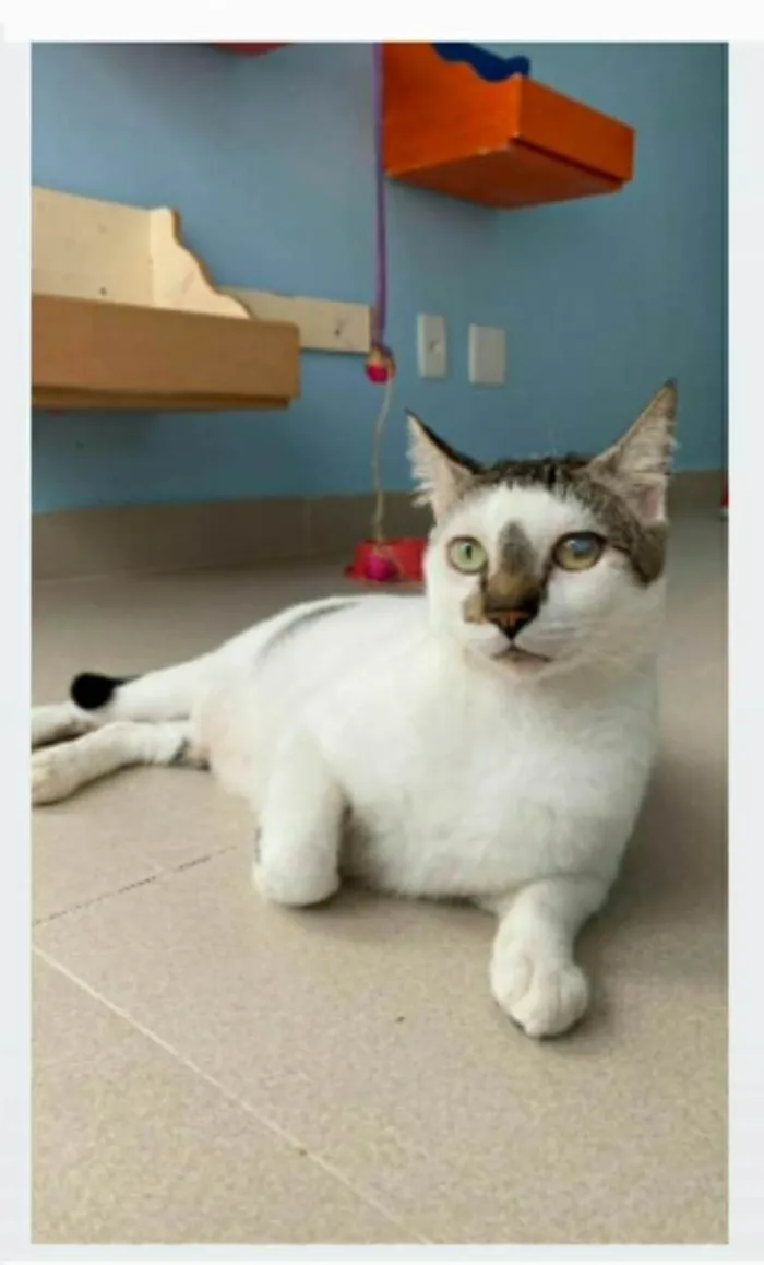 Gato ra a srd bicolor  idade 2 anos nome SADAN