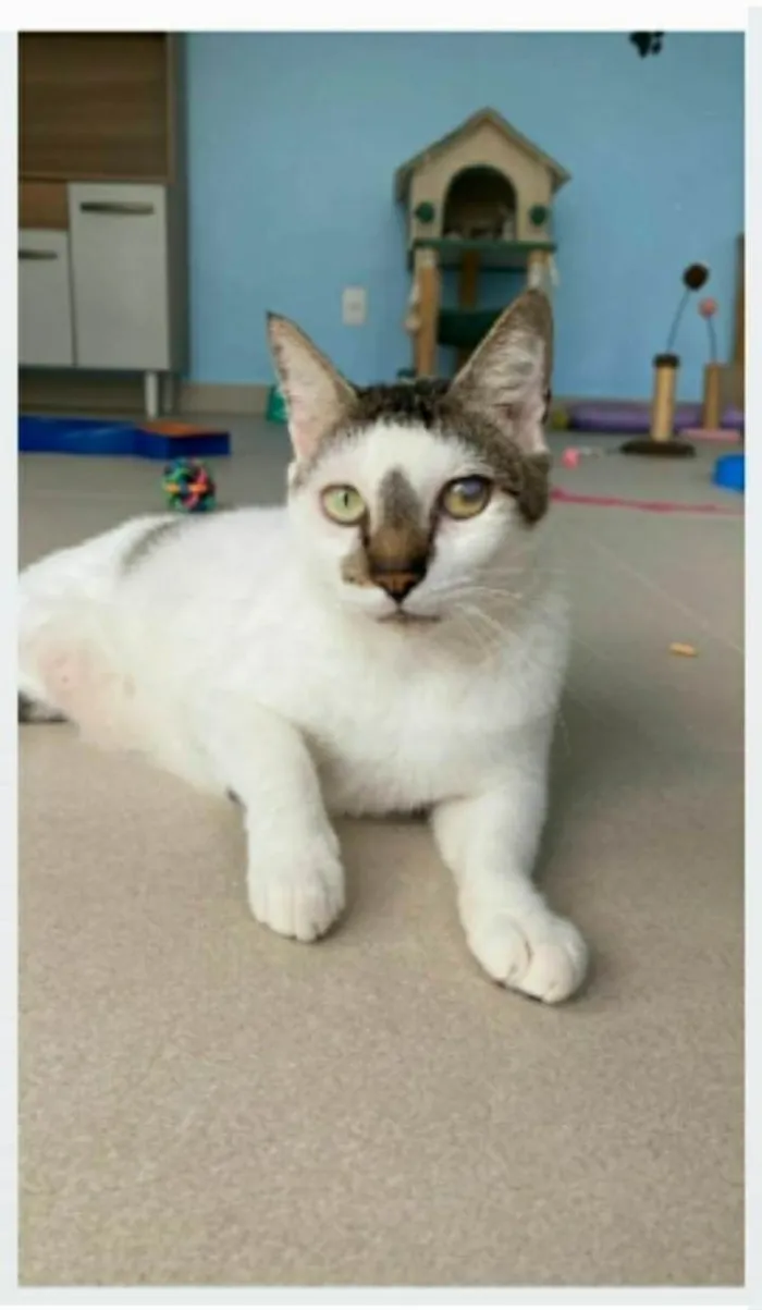 Gato ra a srd bicolor  idade 2 anos nome SADAN