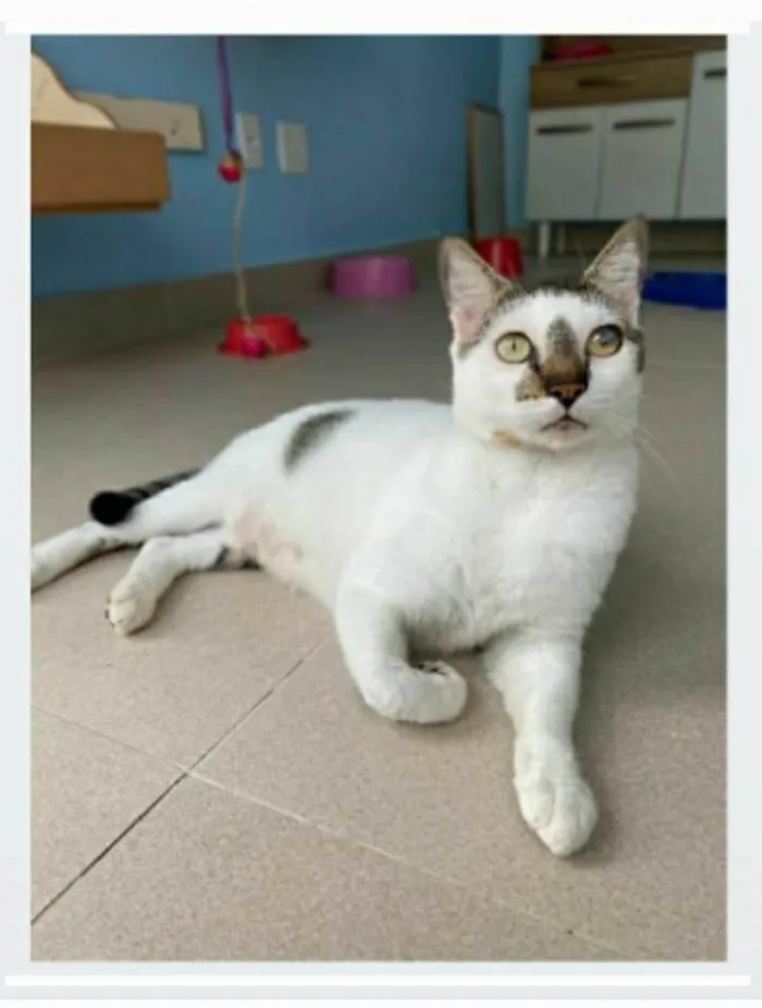 Gato ra a srd bicolor  idade 2 anos nome SADAN