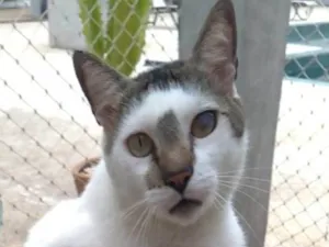 Gato raça srd bicolor  idade 2 anos nome SADAN