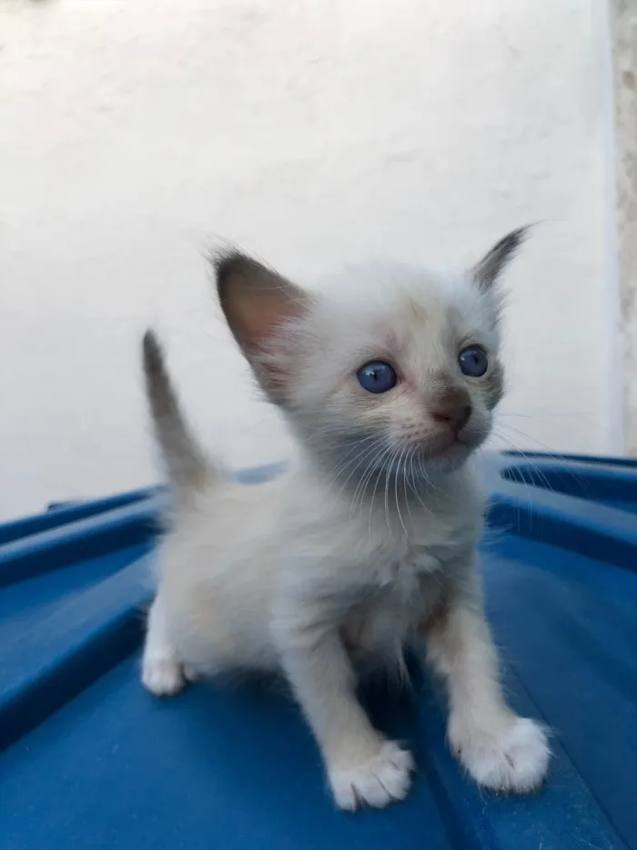 Gato ra a Siamês idade 2 a 6 meses nome Dono a escolher 