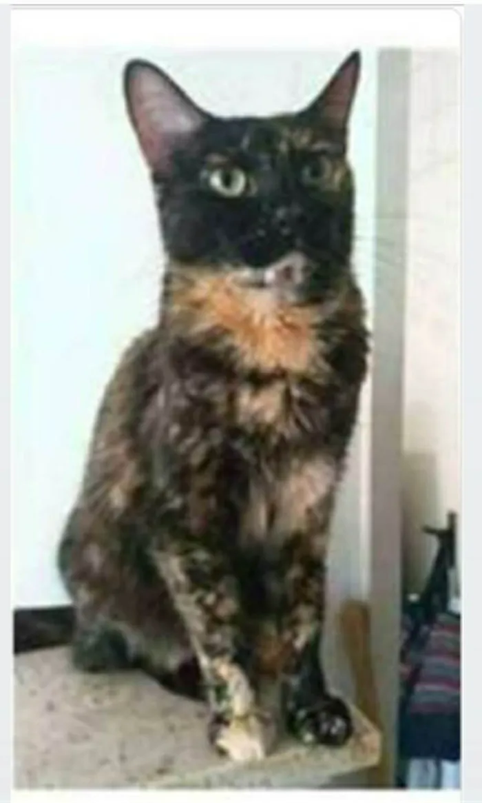 Gato ra a srd escaminha  idade 3 anos nome MEG