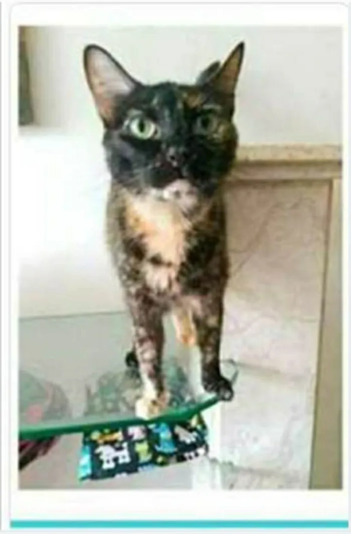Gato ra a srd escaminha  idade 3 anos nome MEG
