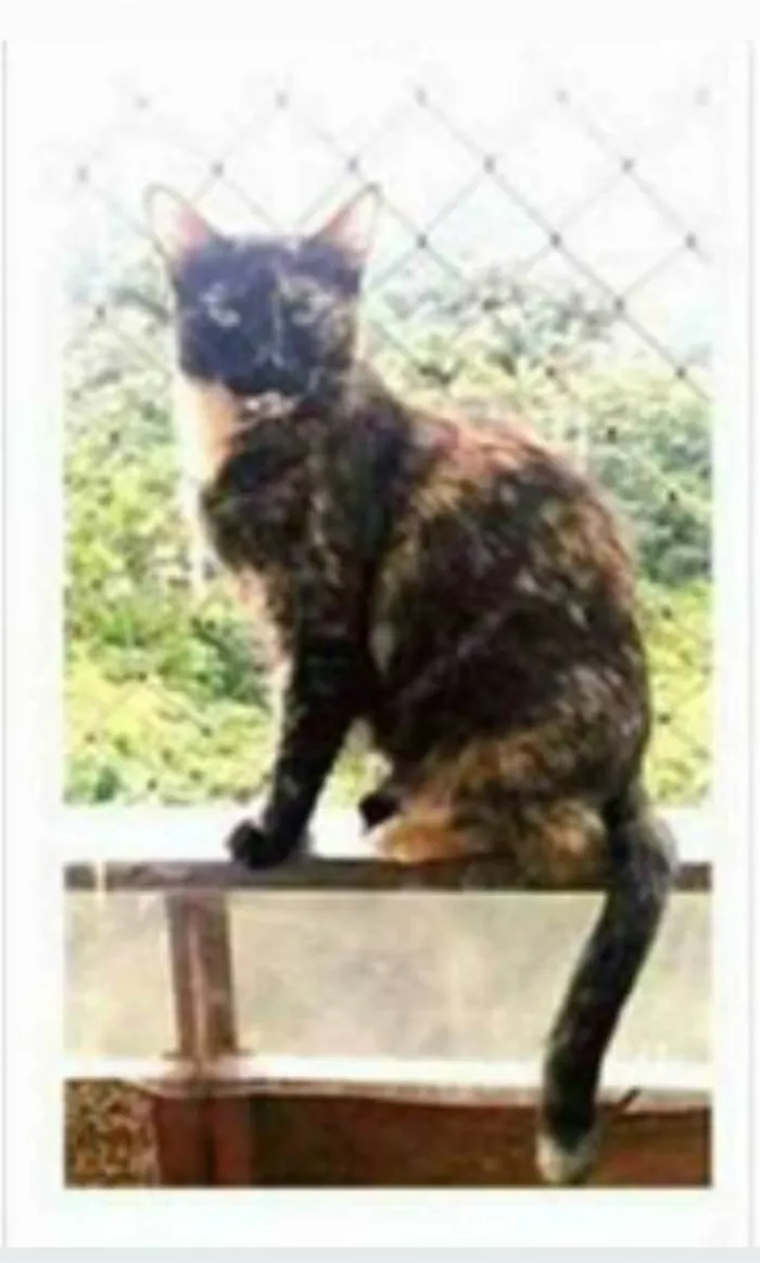 Gato ra a srd escaminha  idade 3 anos nome MEG