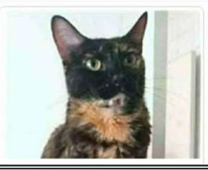 Gato ra a srd escaminha  idade 3 anos nome MEG