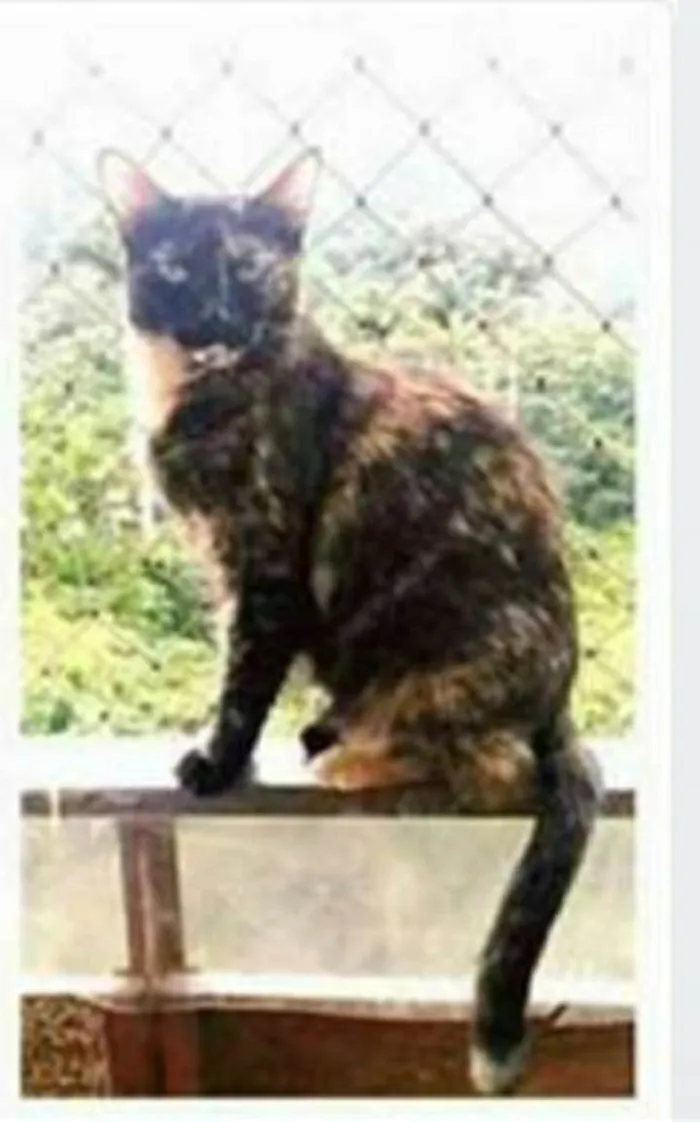 Gato ra a srd escaminha  idade 3 anos nome MEG