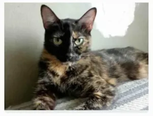 Gato raça srd escaminha  idade 3 anos nome MEG