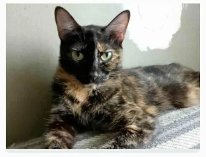 Gato ra a srd escaminha  idade 3 anos nome MEG