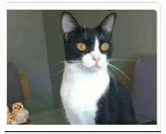 Gato ra a srd frajolinha  idade 2 anos nome MARGÔ 