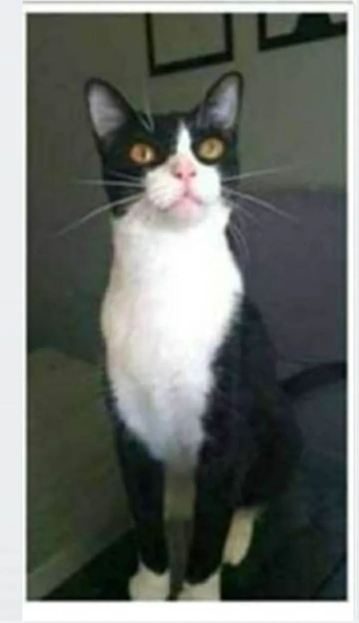 Gato ra a srd frajolinha  idade 2 anos nome MARGÔ 