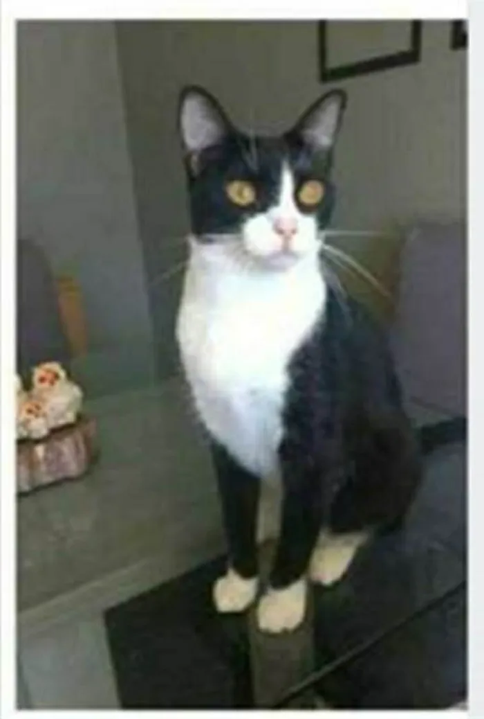 Gato ra a srd frajolinha  idade 2 anos nome MARGÔ 