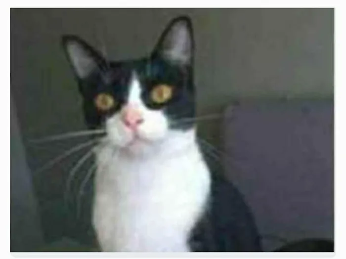 Gato ra a srd frajolinha  idade 2 anos nome MARGÔ 