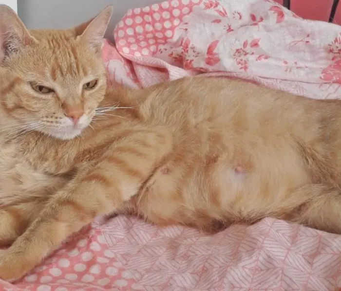 Gato raça SRD-ViraLata idade 7 a 11 meses nome NAILA