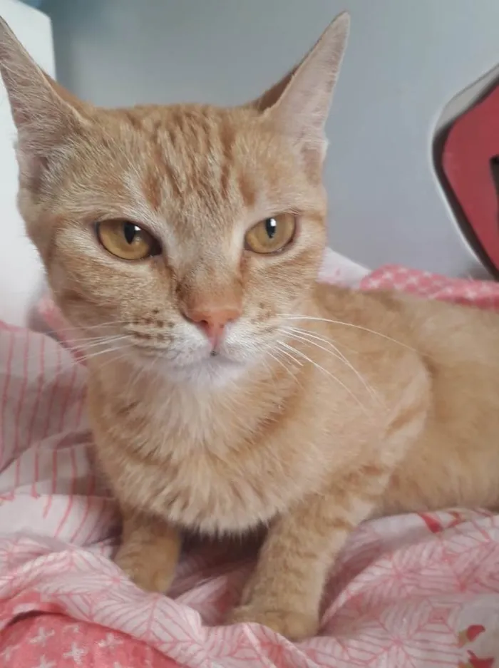 Gato raça SRD-ViraLata idade 7 a 11 meses nome NAILA