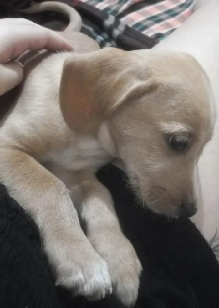 Cachorro ra a SRD-ViraLata idade 2 a 6 meses nome Paçoca 