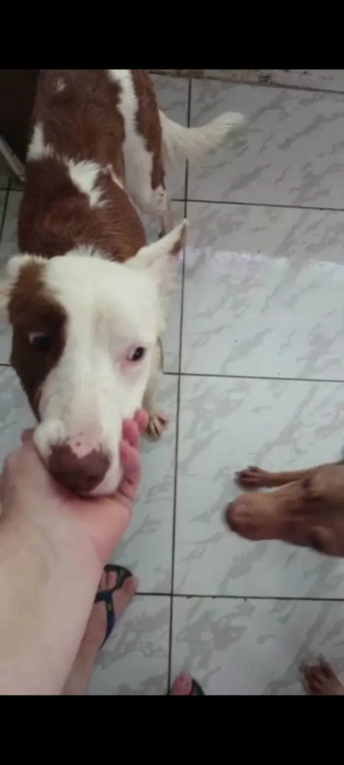 Cachorro raça SRD-ViraLata idade 1 ano nome Minerva