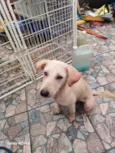 Cachorro raça SRD-ViraLata idade 7 a 11 meses nome Olaf