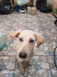Cachorro raça SRD-ViraLata idade 7 a 11 meses nome Olaf