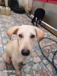 Cachorro raça SRD-ViraLata idade 7 a 11 meses nome Olaf