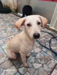 Cachorro raça SRD-ViraLata idade 7 a 11 meses nome Olaf